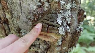 Phellinus robustus El yesquero de roble Identificación [upl. by Kallista]