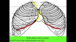 Surface marking of lung and pleura [upl. by Yauqram]