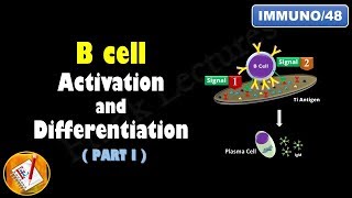 B cell Activation and Differentiation PART 1 T Independent Activation FLImmuno48 [upl. by Dowell547]