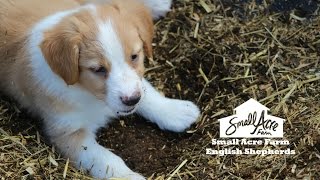 English Shepherd puppies [upl. by Aserehs335]