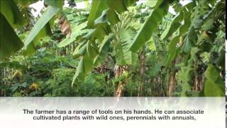 Agroecology initiatives in Australia India Japan permaculture organic and natural farming [upl. by Nedloh]