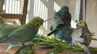 Budgies Aviary [upl. by Stella]