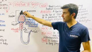 Sperm Structure amp Semen Composition [upl. by Rodi]