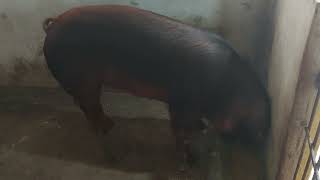 A PORCA DUROC COMEÇOU A COMER 🐖📿🙌🏾  CIEL SUÍNOS [upl. by Adgam]