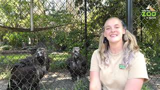 Cinereous Vulture Keeper Chat [upl. by Kester]