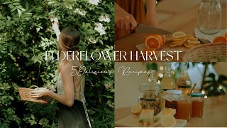 Elderflower Harvest  5 delicious recipes [upl. by Anoyek]