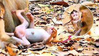 Oh God Little Briar Monkey Pull Food From Its Mother Until Collapse to ground [upl. by Innis]