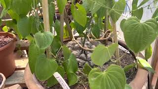 Dioscorea macrostachya quotTurtle vinequot or quotTurtle Shellquot [upl. by Avle]