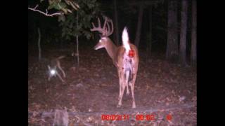 Whitetail Buck attacked and killed by Coyotes [upl. by Handbook]