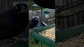 Polite Grackle Barters Bugs for Peanuts Wow BIG Thanks [upl. by Shirlee]