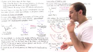 Stage 2 of Glycolysis Steps 45 [upl. by Parrnell]