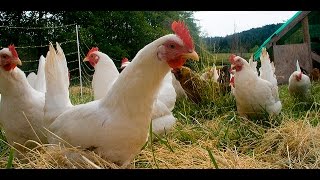 Raising Backyard Chickens  How to Raise Backyard Chickens in the City for Beginners  Tips and more [upl. by Graff]