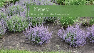 Nepeta Variety Comparison  Walters Gardens [upl. by Brittani973]