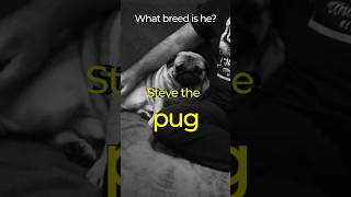 STEVE the OVERDOG a TOP PUG english shorts [upl. by Faubion586]