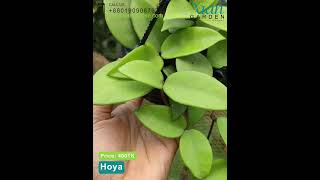 Hoya Plant Collection Tour My Favorite Hoya Varieties [upl. by Eahsram]