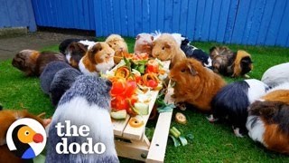 This Couple Has 150 Guinea Pigs  The Dodo [upl. by Alfonso]