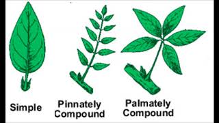 Plant identification with Dichotomous key practice [upl. by Volin190]