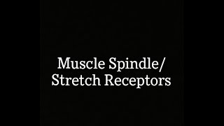 Muscle spindle  Length monitoring systems [upl. by Witt424]