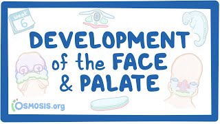 Development of the Face and Palate [upl. by Tarra515]