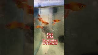 platy available aquariumshop platy redplaty balooplaty redbaloonplaty sunsetplaty [upl. by Kenji]