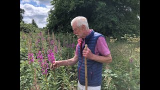 Rosebay Willowherb with John Feehan in July Wildflowers of Offaly series [upl. by Nella]