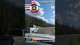 DRIVING pass TALL PINE TREES in UTAH USA JBManCavecom Shorts [upl. by Dicky]