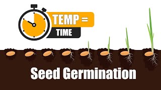 Seed Germination How Long it takes for seeds to GERMINATE [upl. by Thurmann876]