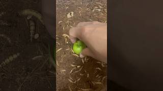 Superworm vs Apple🍏shorts superworm viralvideo xuhuong [upl. by Yhtac552]