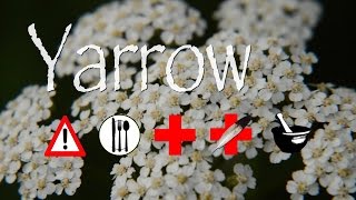 Yarrow Edible Medicinal Cautions amp Other Uses [upl. by Pepi]