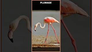 Greater Flamingo • Natures Pink Beauty [upl. by Rego]