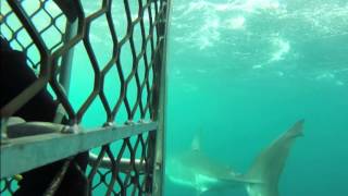 Carcharodon carcharias  Great white shark [upl. by Thessa]