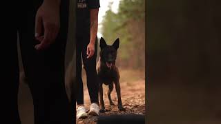 Fearless Guardians Belgian Malinois in Action  shorts dog [upl. by Euqinamod]