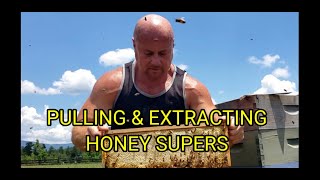 Pulling amp Extracting Honey Supers [upl. by Zacks]