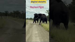 दो हाथी में भियंकर लडाई animalselephantfight animalsounds elephant shorts virelshorts [upl. by Etnud]