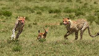 4 Cheetahs hunting  the race the catch the kill [upl. by Otnas]