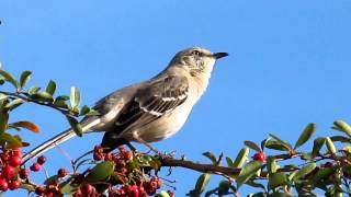 Mockingbird Singing [upl. by Geller962]