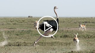 Ostriches Unveiled A Fascinating Journey into Their Natural Habitat [upl. by Daniyal965]