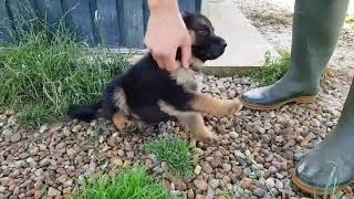 Chiot Berger Allemand poils courts au collier jaune [upl. by Berstine]