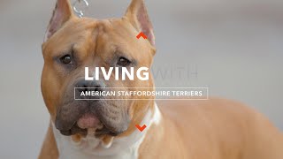 ALL ABOUT LIVING WITH AMERICAN STAFFORDSHIRE TERRIERS [upl. by Annahsal]