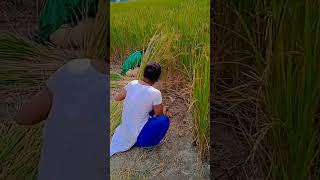 Dekho aapka YouTube per dhaan kat rahi hai 😆😆😆🌾🌾🌾🌾🌾🌾🌾 [upl. by Olenolin]