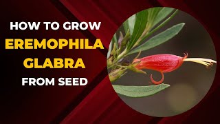 How to Grow Eremophila Glabra From Seed [upl. by Akena]