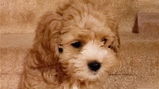 Puppy Got Stuck In Middle Of Stairs  Cavoodle [upl. by Eilyw933]