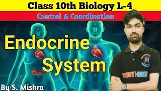 Endocrine System Class 10  L4 Control amp Coordination viralvideotrendingshortsvideotrend [upl. by Emirak]