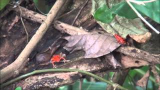 Oophaga pumilio calling in habitat in Panama [upl. by Emery]