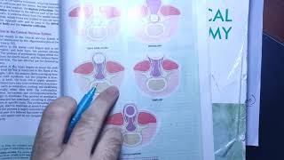 Neuroanatomy chapter 18last part of bookdevelopmen of forebrain part2neurologymedicalmbbsbds [upl. by Goth469]