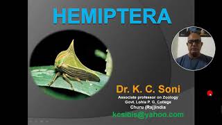 HEMIPTERA [upl. by Mohsen]