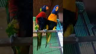 Beautiful talking parrot🦜lorilorikeetsyoutubeshortsviralshortstrendingshorts budgies birdpets [upl. by Obrien]