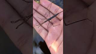 Water Stick bug￼ Ranatra australis [upl. by Ardnazxela263]