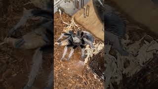 Aphonopelma sp diamondback amp Sericopelma sp santa catalina [upl. by Timmie]