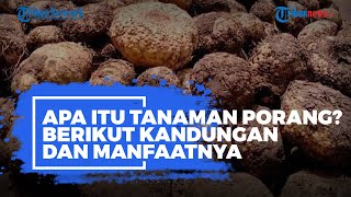 Apa Itu Tanaman Porang Berikut Kandungan dan Manfaatnya [upl. by Alyda]